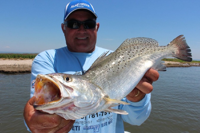 Speckled Trout Numbers Down In Louisiana