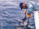 $500 Million Generated For Costa Rica By Sportfishing