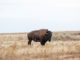 Antelope Island bison safety tips