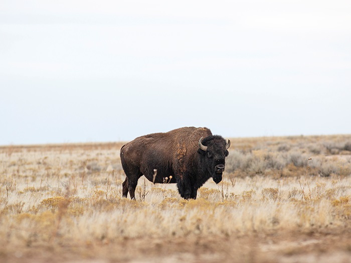 Antelope Island bison safety tips 