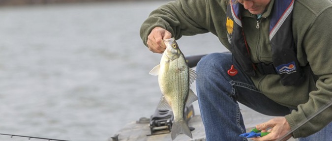 Arkansas - White Bass Run Spawns Action