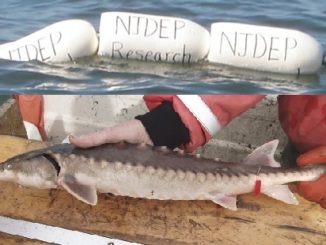 Atlantic Sturgeon Research in Delaware Bay Continues in 2019