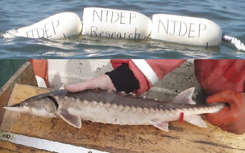 Atlantic Sturgeon Research in Delaware Bay Continues in 2019