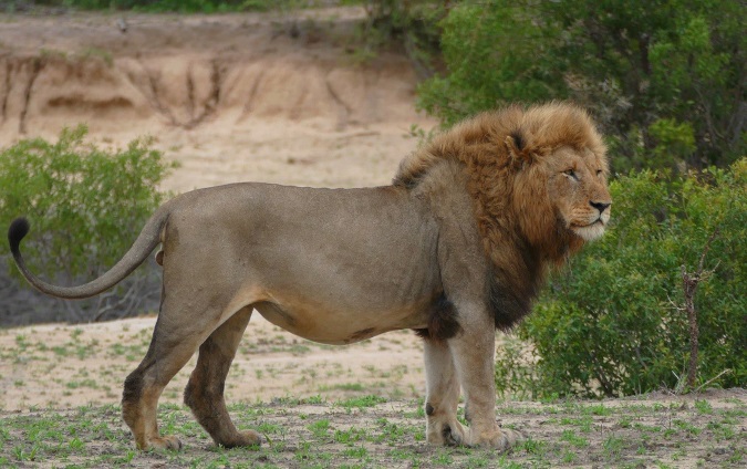 Boone and Crockett Club - Secretary Bernhardt Tough on Illegal Wildlife Trafficking