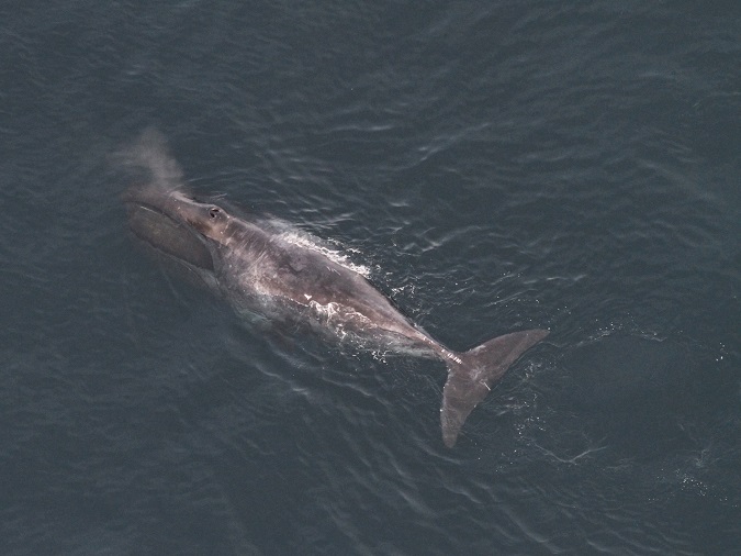 Lone Bowhead Whale Sighted in Gulf of Maine