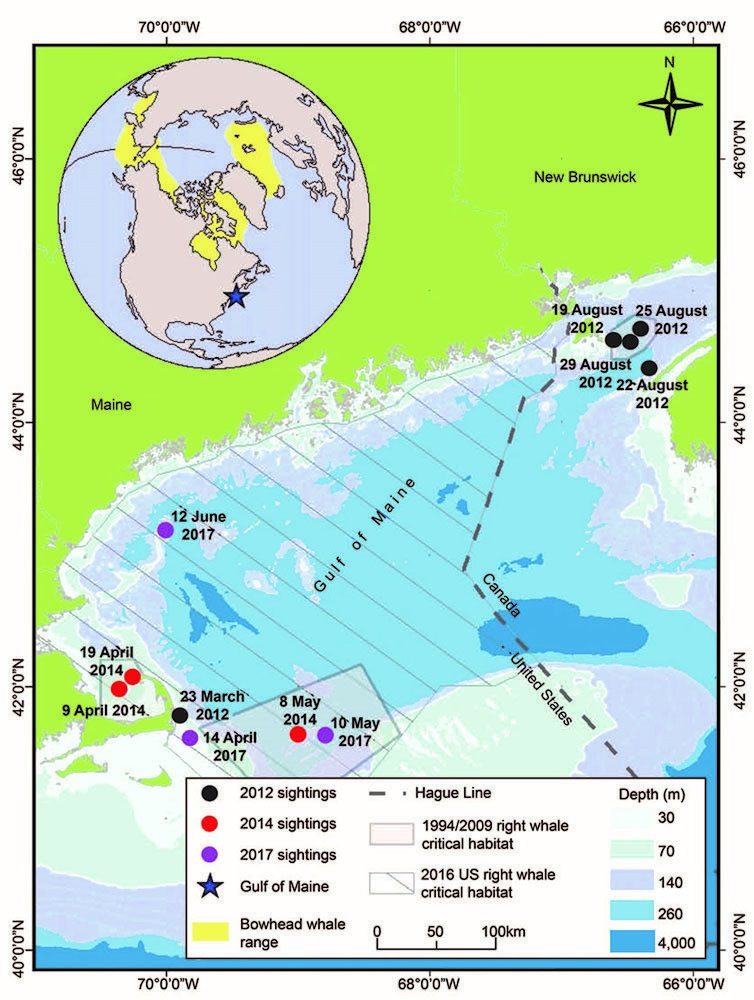 Lone Bowhead Whale Sighted in Gulf of Maine