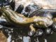 Eastern hellbender named Pennsylvania state amphibian