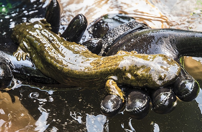 Eastern hellbender named Pennsylvania state amphibian
