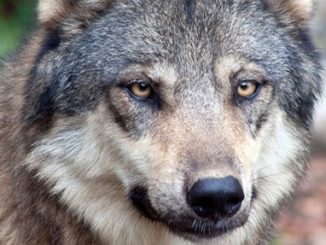 Effort Begins to Forcibly Place Wolves into Colorado