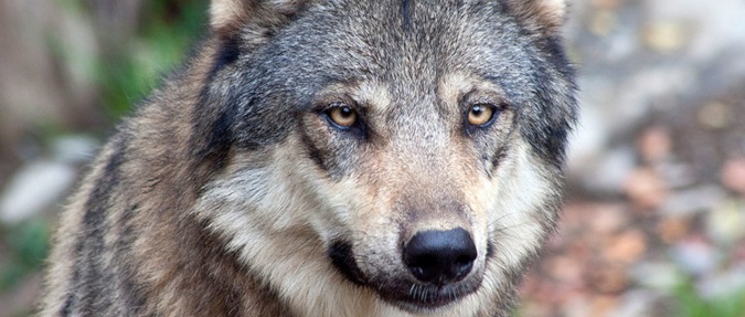 Effort Begins to Forcibly Place Wolves into Colorado