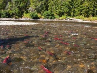 FIGHT FOR BRISTOL BAY