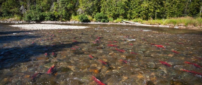 FIGHT FOR BRISTOL BAY