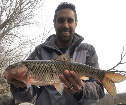 First Fallfish Record In Maryland