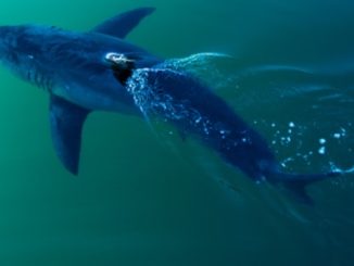 Fox News Reports - Great 1668 lbs White Shark Off The FL Panhandle