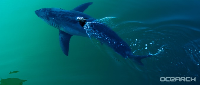 Fox News Reports - Great 1668 lbs White Shark Off The FL Panhandle