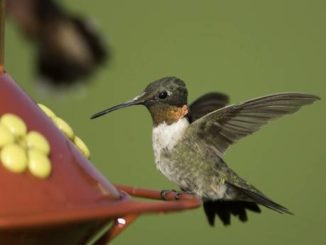 MDC encourages public to learn about hummingbirds during spring migration