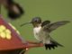 MDC encourages public to learn about hummingbirds during spring migration