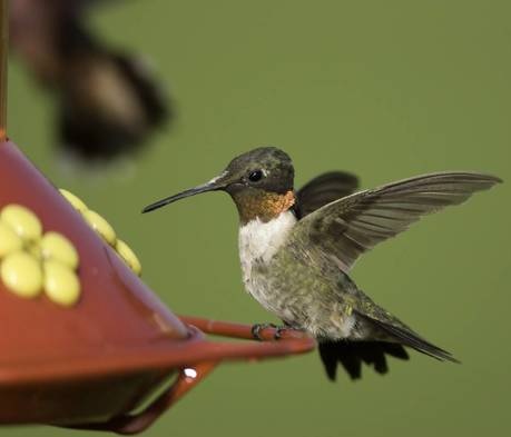 MDC encourages public to learn about hummingbirds during spring migration