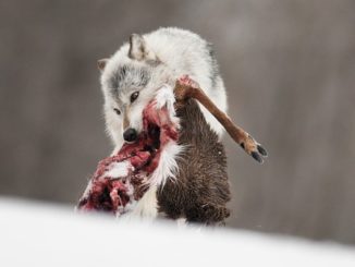 Must Read From Perterson's - Why Anti-Hunters Are Dead Wrong