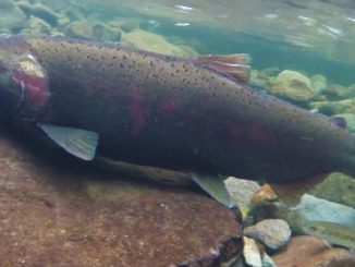 Oregon Coastal Habitat Project Restores Coho