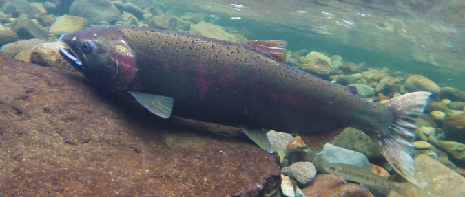 Oregon Coastal Habitat Project Restores Coho