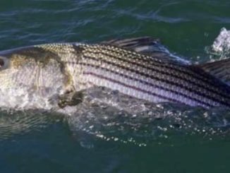 THE 2019 NORTHEAST STRIPED BASS STUDY