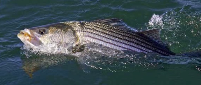 THE 2019 NORTHEAST STRIPED BASS STUDY