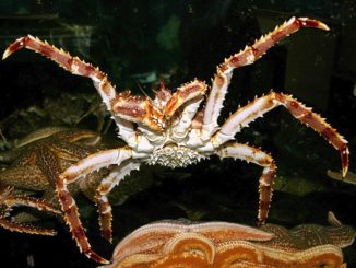 10 Ways Red King Crabs Rule