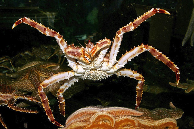 10 Ways Red King Crabs Rule 