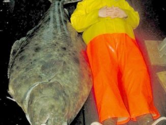 7 Reasons Why Size Matters for Halibut