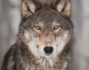 By one vote, Minnesota House moves to ban wolf hunting