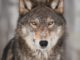 By one vote, Minnesota House moves to ban wolf hunting