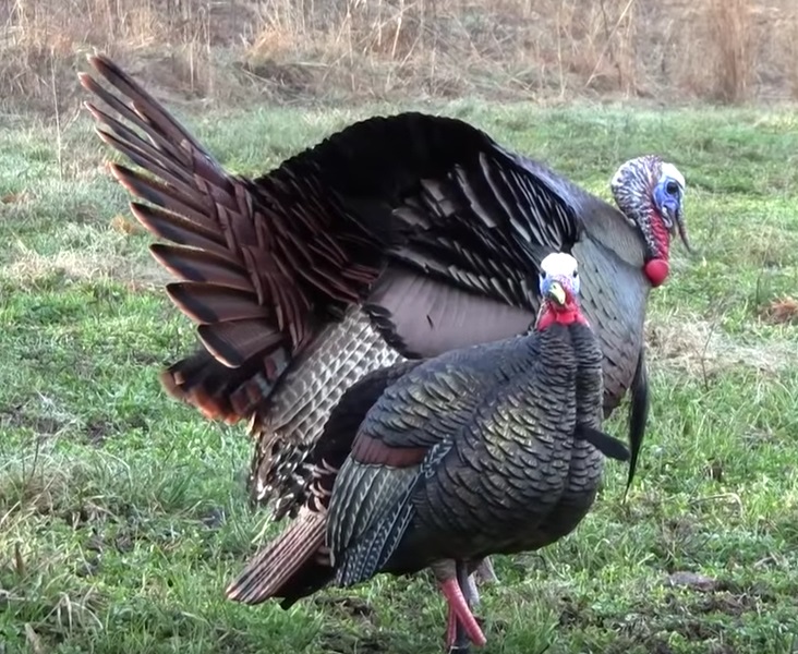 IOWA STATE RECORD TURKEY BY WOMAN HUNTER (Video of Hunt) OutDoors
