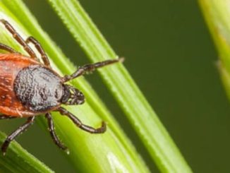 Increased outdoor activity means exposure to ticks