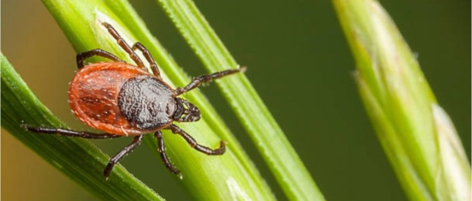 Increased outdoor activity means exposure to ticks