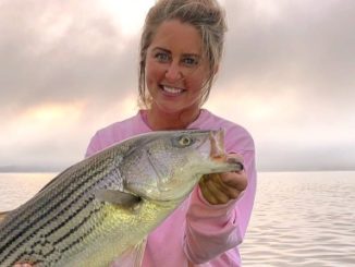 Kentucky Lake Cumberland Striped Bass Heating Up