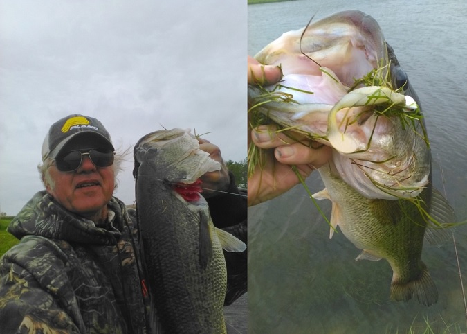 NFB Swim Bait definitely made a difference