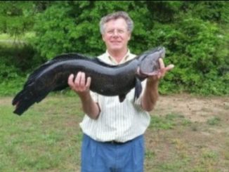 New Snakehead World Record Reported By Chesapeake Bay Magazine