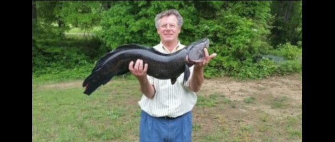 New Snakehead World Record Reported By Chesapeake Bay Magazine