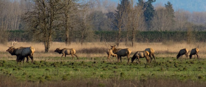 Oregon Elk, Habitat Get $355,000 in RMEF Grants