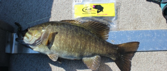 Pre-Spawn Smallmouth, By Mike Mladenik Guide Service