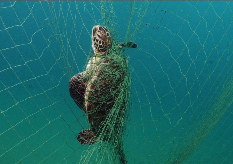 Sportfishing Industry Leader Testifies Before U.S. House of Representatives on Drift Gillnet Phaseout