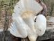 The Tennessean - Hunter Kills Bizarre Albino Turkey