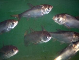 Army Corps Approves Plan to Block Asian Carp from Great Lakes