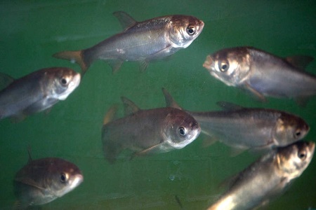 Army Corps Approves Plan to Block Asian Carp from Great Lakes