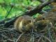 Leave it to beavers- Species’ ability to alter land should be revisited