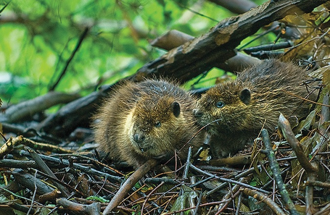 Leave it to beavers- Species’ ability to alter land should be revisited