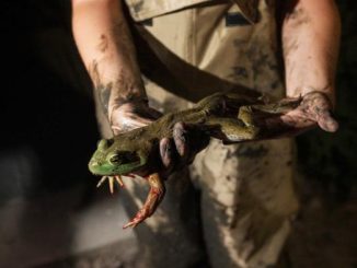 Missouri frogging season begins