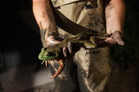 Missouri frogging season begins