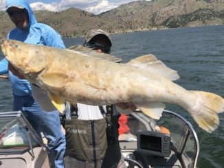 Montana Guide Finds State Record Floating In Holter Lake